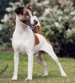 Tamatea Taylormade | Smooth Fox Terrier 