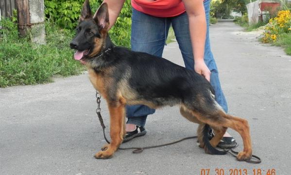 Clif | German Shepherd Dog 