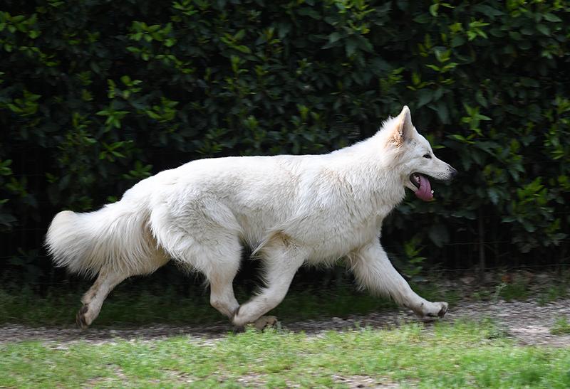 Lungoresina Silente | White Swiss Shepherd Dog 