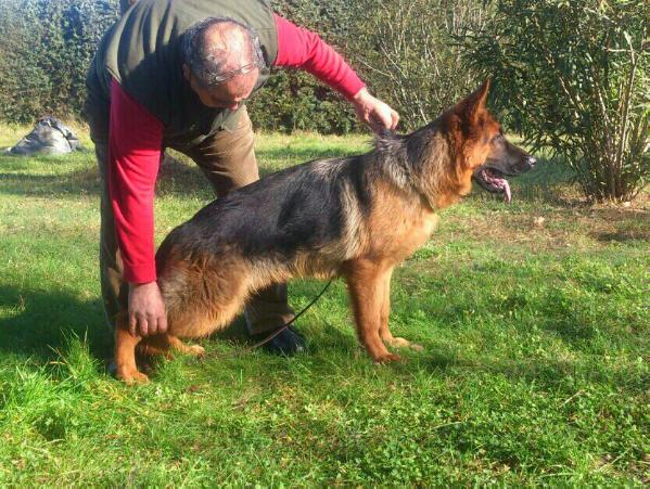 Hewit de los Briqueros | German Shepherd Dog 