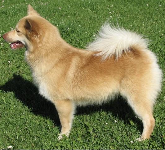 Isdalur´s Disa | Icelandic Sheepdog 