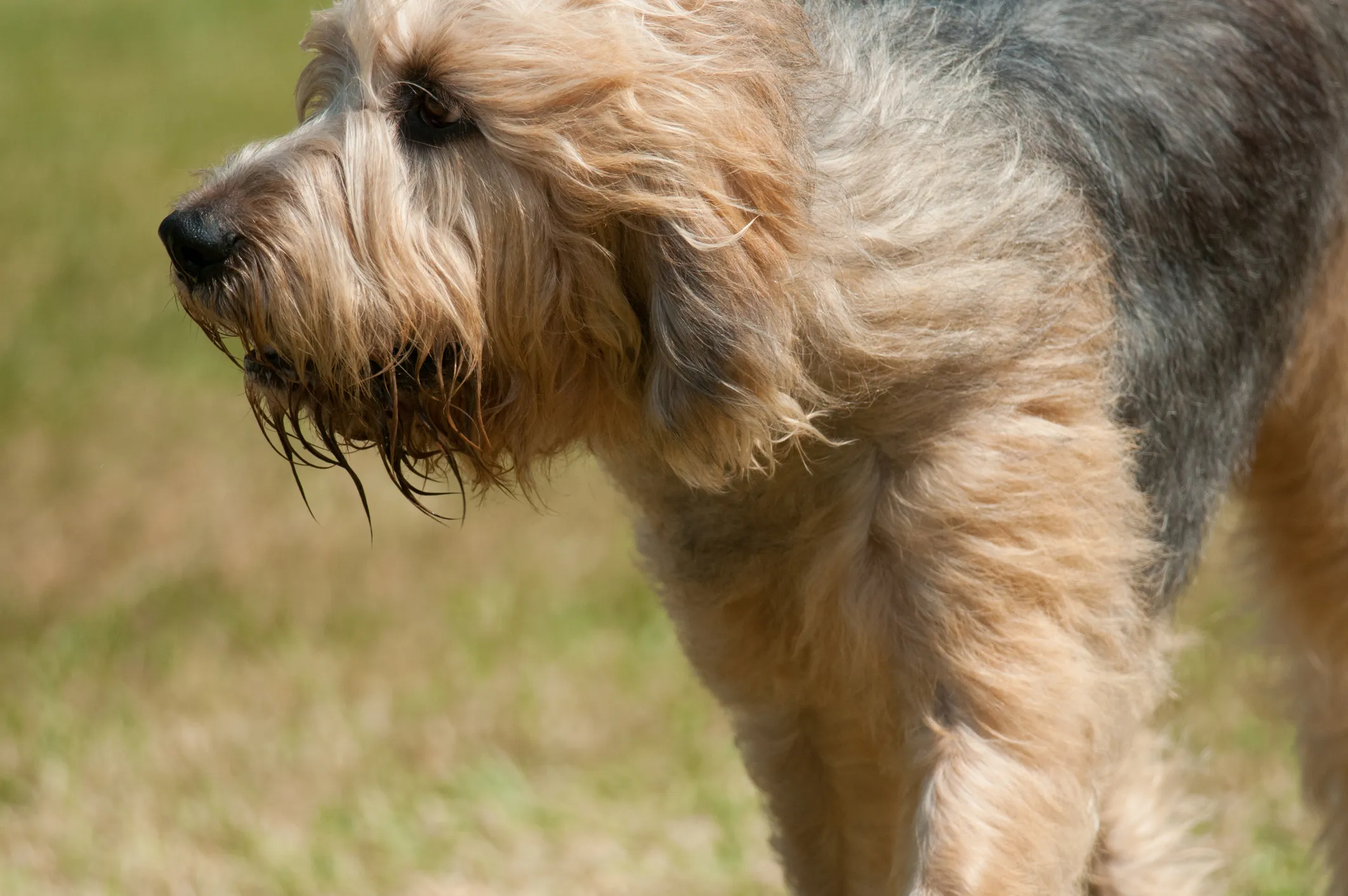 Otterhound