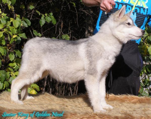 Savior King of  Golden Nicol | Siberian Husky 