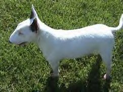 Dragonbull Avenger lady | Miniature Bull Terrier 