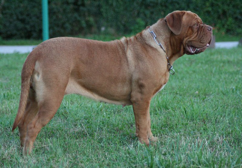 Estruphus Danica | Dogue de Bordeaux 