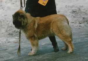Varta | Caucasian Mountain Dog 