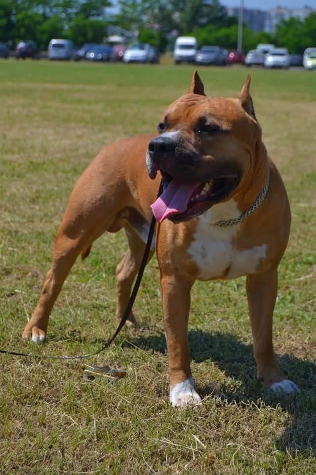 TERR' AM STAFF JERRY | American Staffordshire Terrier 