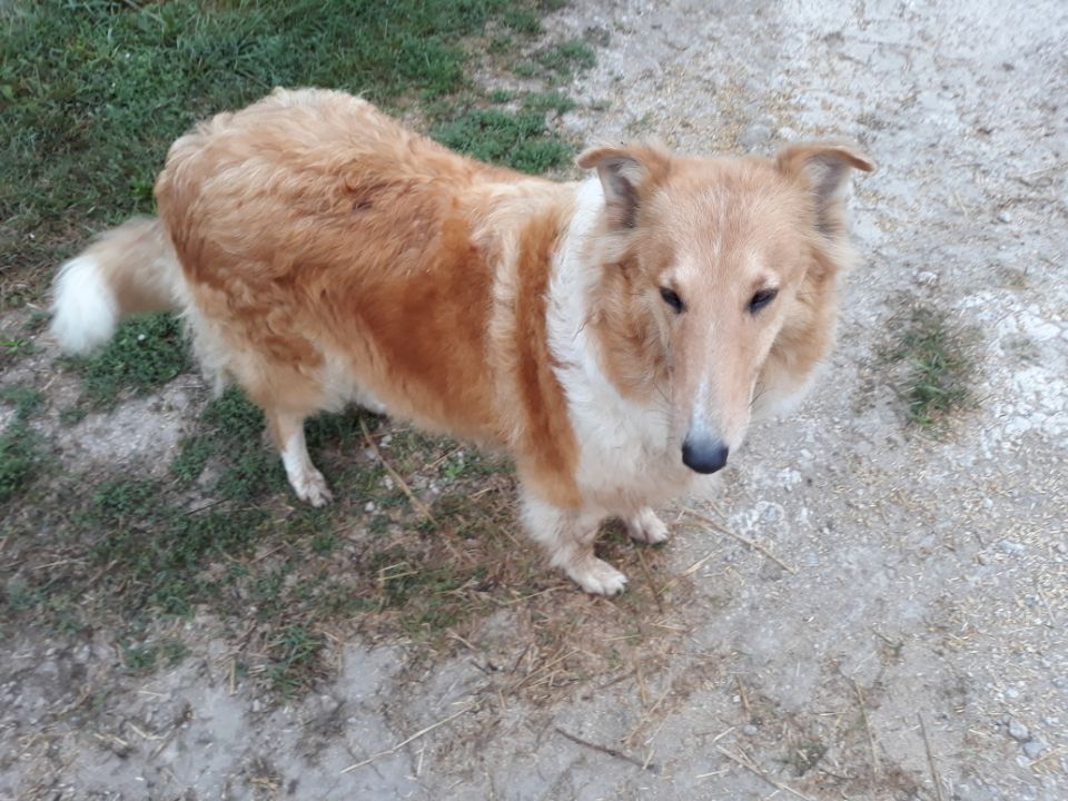 Par Hanz Homebrewed N Grown Libby | Rough Collie 