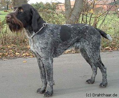 Scheich vom Ostetal | German Wirehaired Pointer 