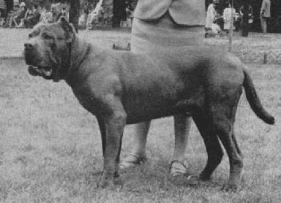 Febo di Villa Bilangione | Neapolitan Mastiff 