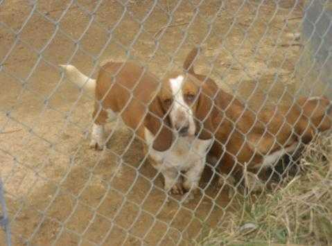 Angus Maximus II | Basset Hound 