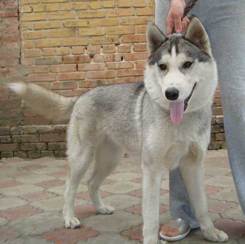 SHALUNIA FORTUNA | Siberian Husky 