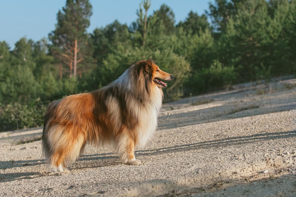 DJET SET C'TSAURON FIRSTBORN | Rough Collie 