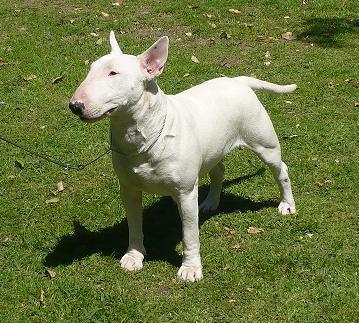 Hanna Estrella de los Heroes | Bull Terrier 