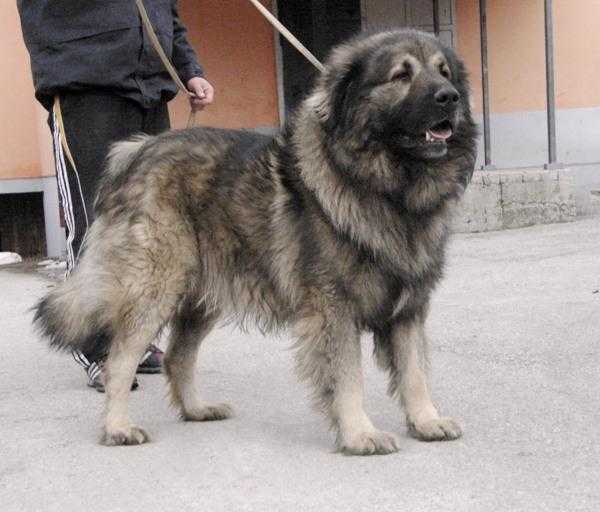 Apis | Yugoslavian Shepherd Dog-Sarplaninac 