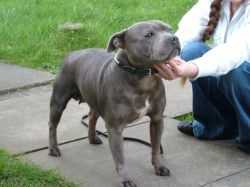 VALGLO DESTNY | Staffordshire Bull Terrier 