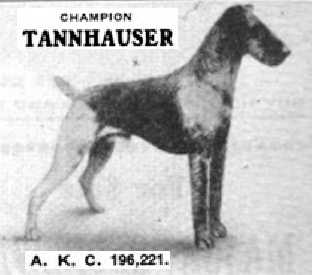 Tanhauser (196221) | Airedale Terrier 