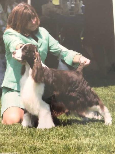 Venetian Hott As Blue Blazes | English Springer Spaniel 