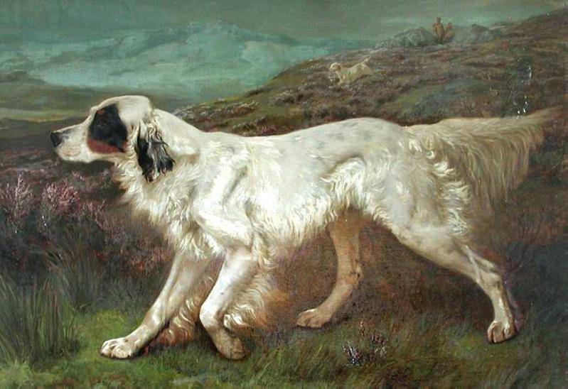 Dash II | English Setter 