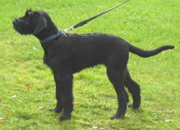 Bilu vom kleinen Büffel | Giant Schnauzer 