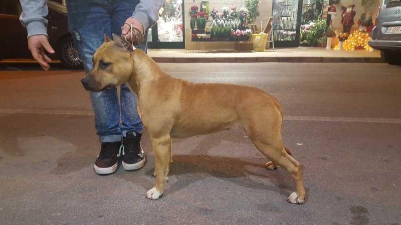 XENA WARRIOR PRINCESS | American Staffordshire Terrier 