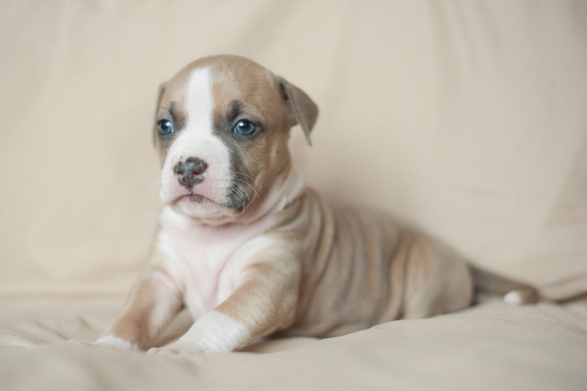 Hermiona Shining Star | American Staffordshire Terrier 