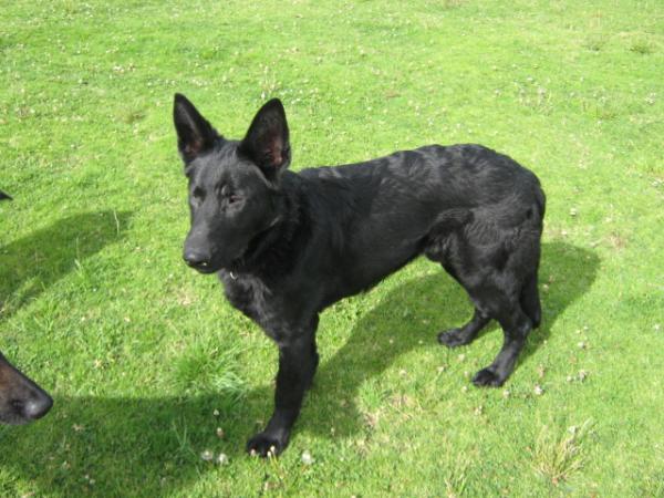 Ninja De Luponovo | German Shepherd Dog 