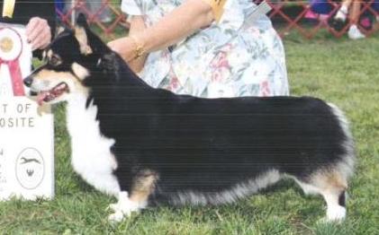Harmony Just A Moment | Pembroke Welsh Corgi 