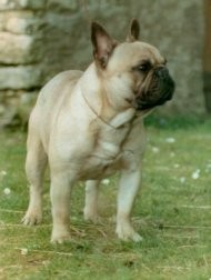 Ogustin-Ferdinand De Fambuena Didaho | French Bulldog 