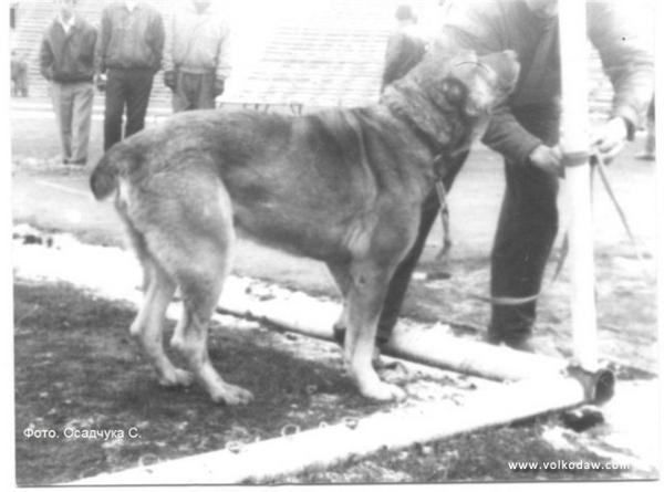 Baron | Central Asian Shepherd Dog 