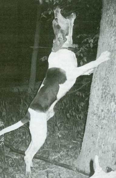 Massey's Lone Pine Bozo | Treeing Walker Coonhound 