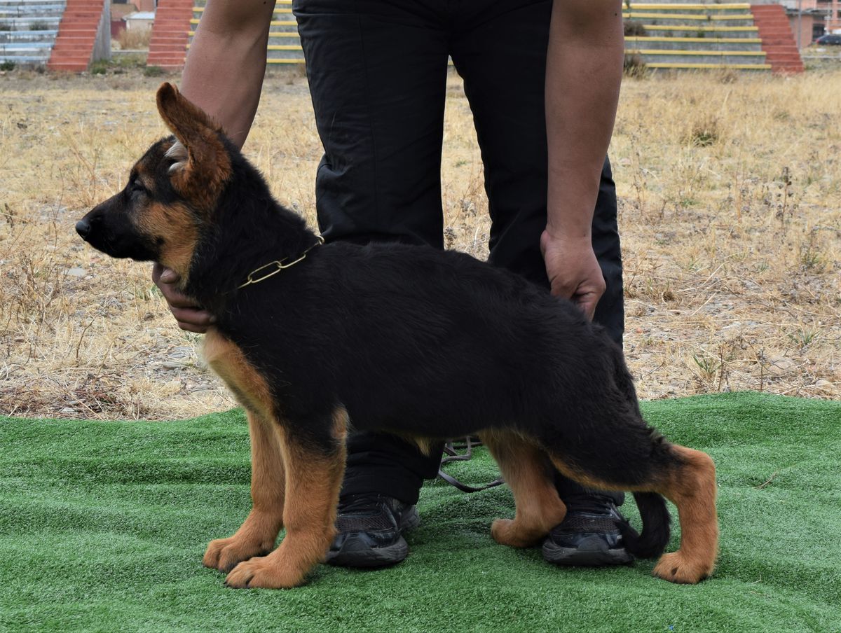 Palme Osco Von Martin Zwinger | German Shepherd Dog 