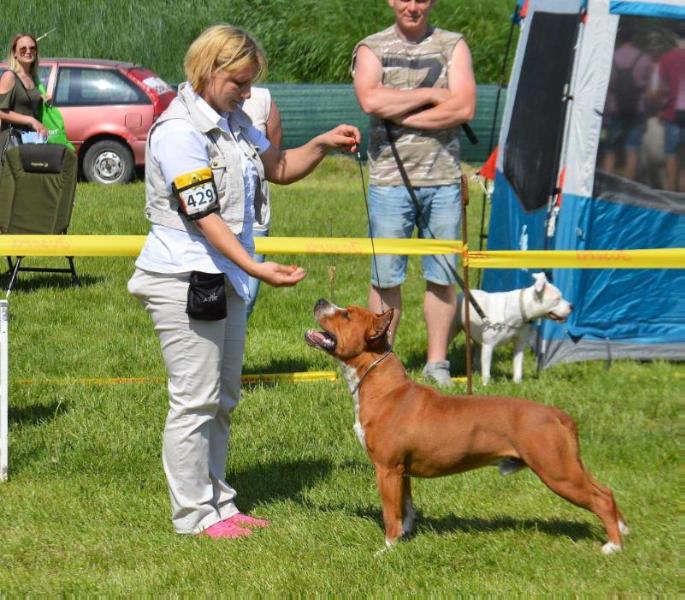 Kevlar Rockstone | American Staffordshire Terrier 