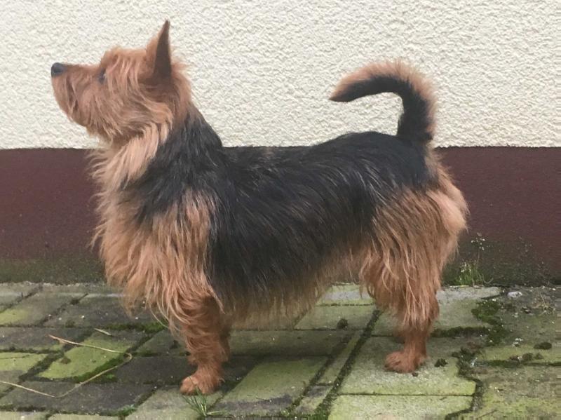 Tasmanian Dream's Akina | Australian Terrier 