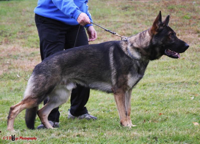 Defcon von den Sturmfalken | German Shepherd Dog 
