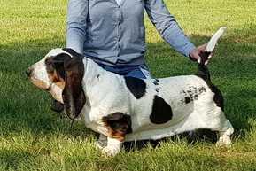 Odyssea Moravia Bray | Basset Hound 