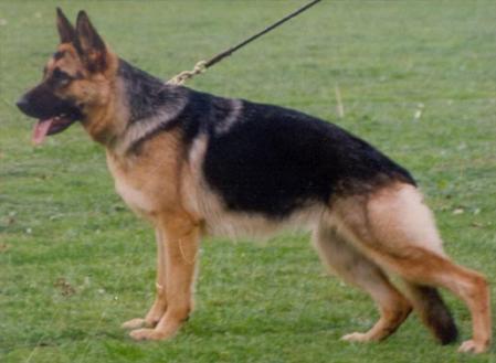 Quini vom Kronensee | German Shepherd Dog 