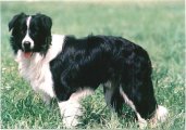 Detania Arion | Border Collie 