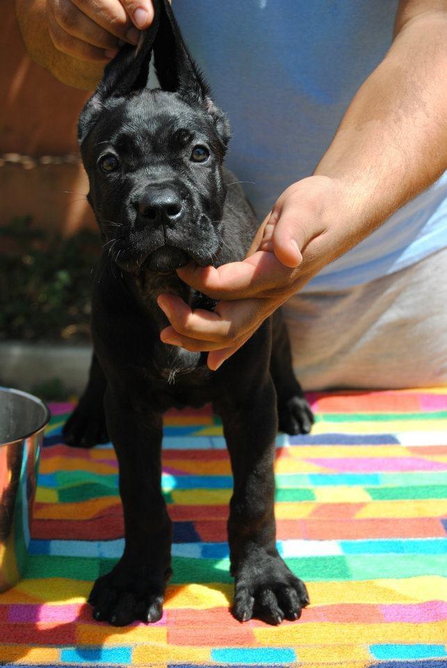 JAMIRA DELLA PORTA DIPINTA | Cane Corso 