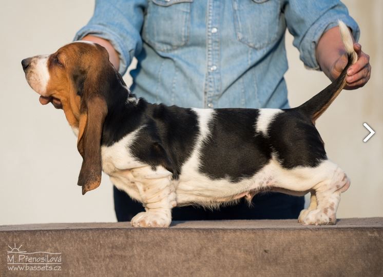 Zuchinni Lady Barnett's | Basset Hound 