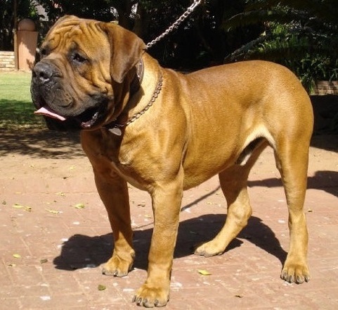 Gretchen Erwin Rommel | African Boerboel 