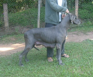 Ores Sandy do Alto da Alice | Great Dane 