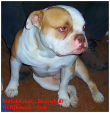 BuffaloCreek's Raging Bull | Olde English Bulldogge 