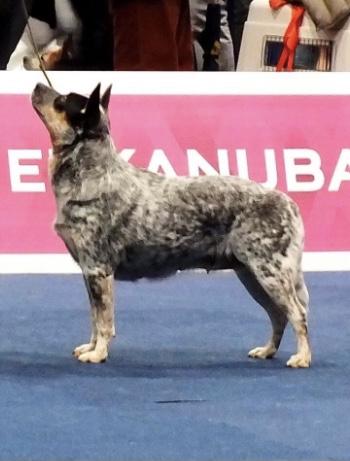 Banana Bender Cesira The Housewife | Australian Cattle Dog 