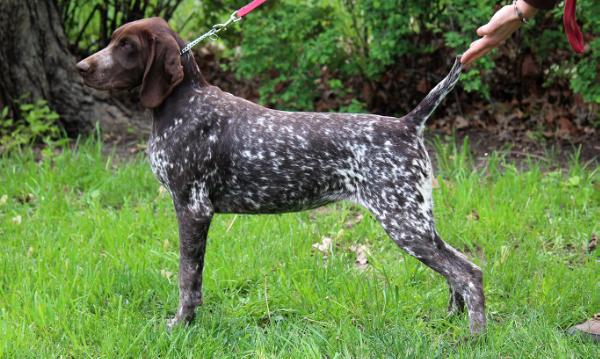 URANIA VON DEN DONAU-WIRBELN | German Shorthaired Pointer 