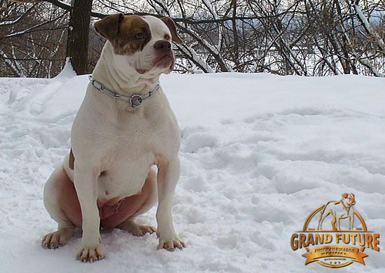 Grand Future Eva | American Bulldog 