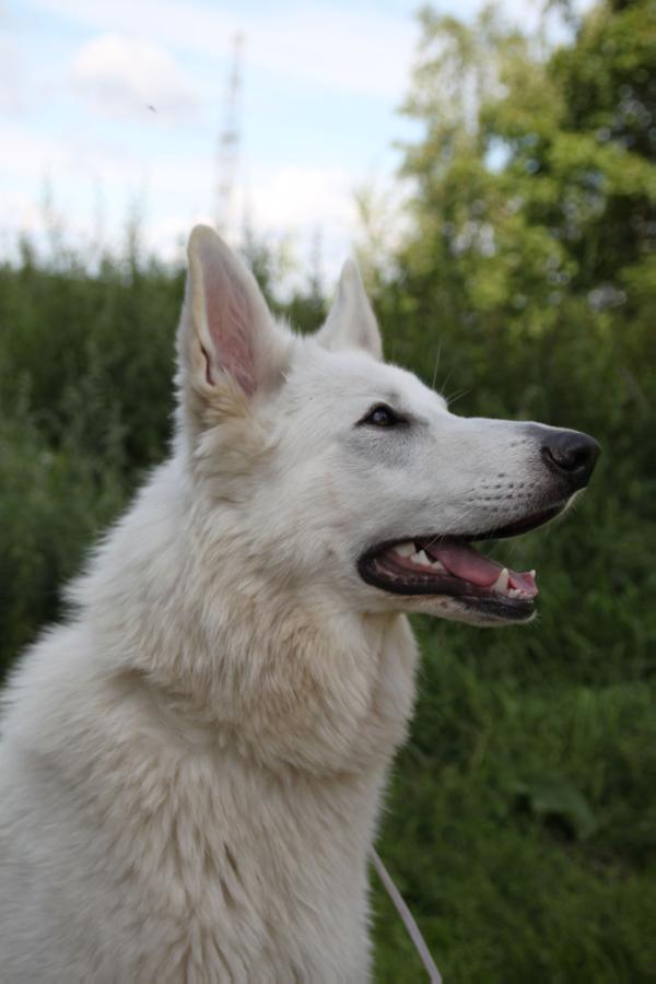 Portinvartijan Yx Yankee | White Swiss Shepherd Dog 