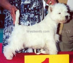 Freedom of surprise | West Highland White Terrier 