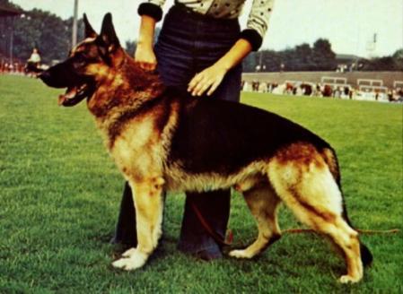 Jalk von der Rheinhalle | German Shepherd Dog 