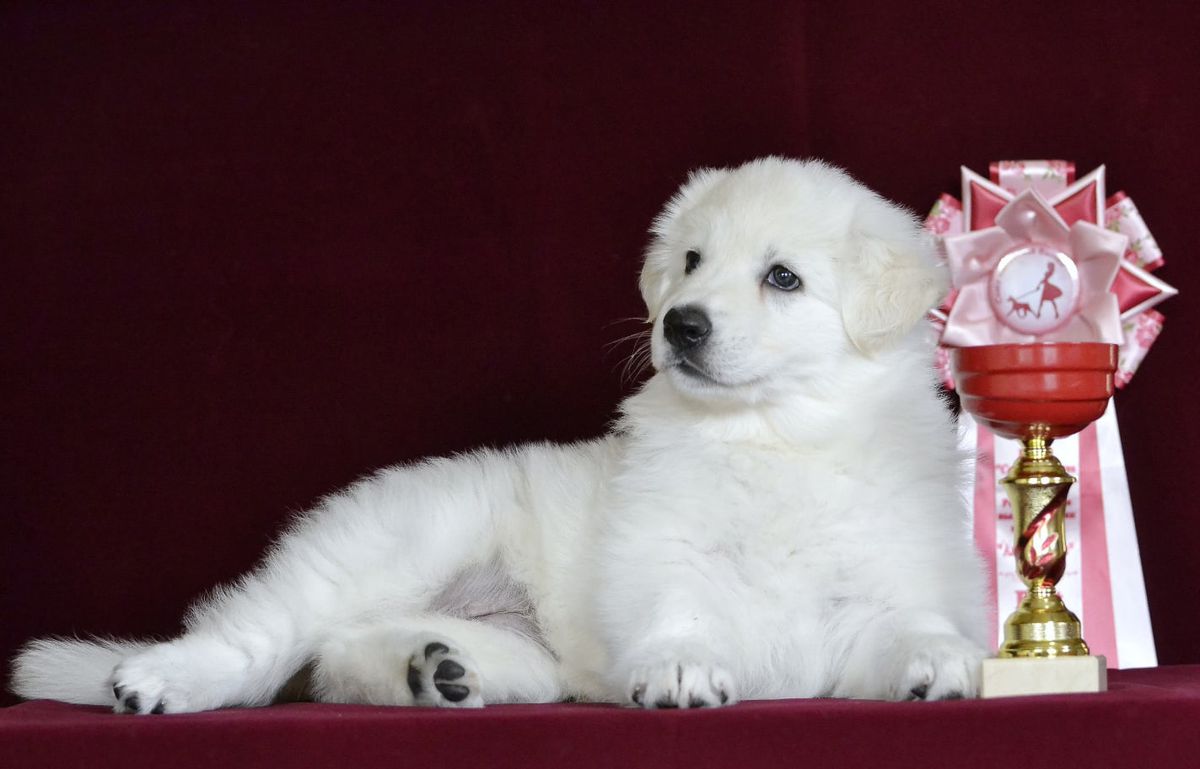 VYATSKIY VOLK VIOLETTA | White Swiss Shepherd Dog 